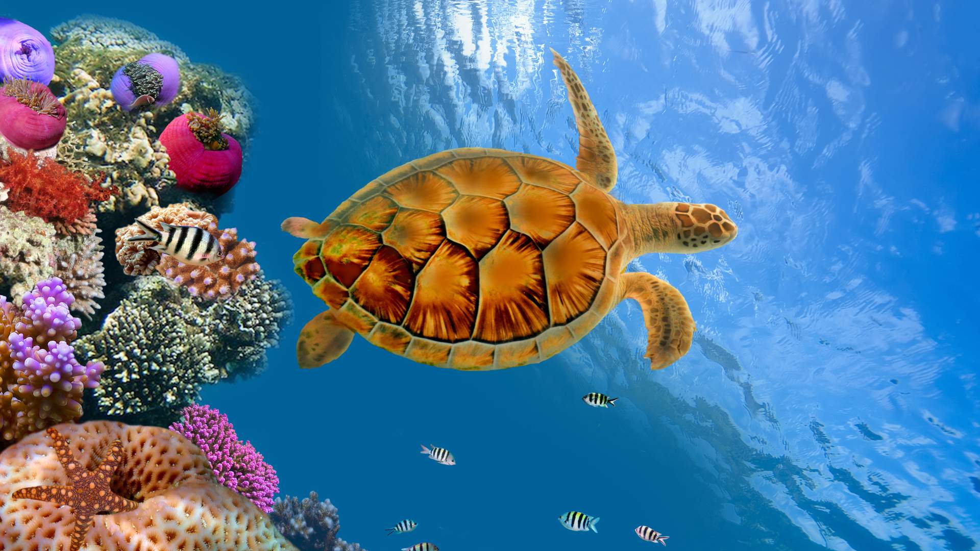 من الغابات إلى الأعشاب البحرية: دور المحيطات الخفي في حماية كوكب الأرض